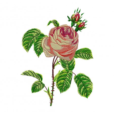 Centifolia Rose Embroidery