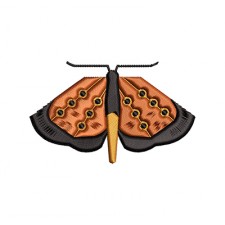 Spoty Moth Embroidery Design